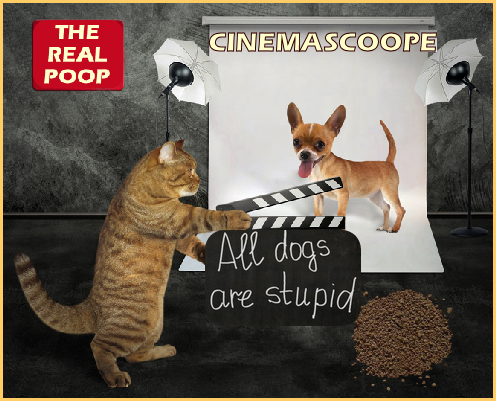 click for the dog's point of view