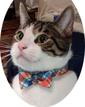 Rox showing off his Christmas bowtie, very proud, always helpful